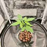 Dwc test run Northern Lights