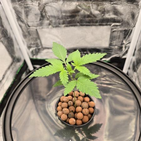 Dwc test run Northern Lights