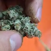 Gmo Cookies and White Widow Dwc