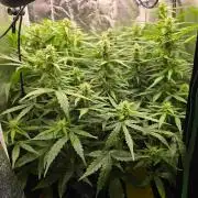 Gorilla Z Auto