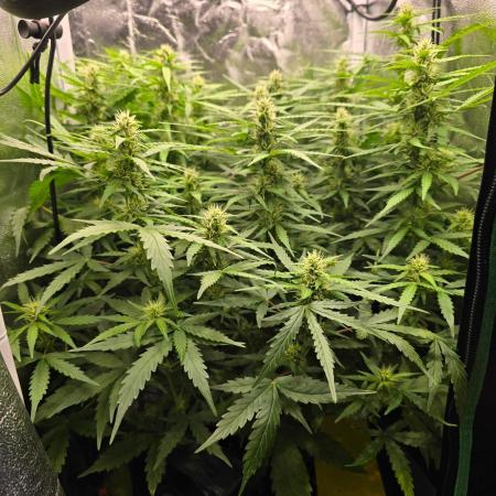 Gorilla Z Auto