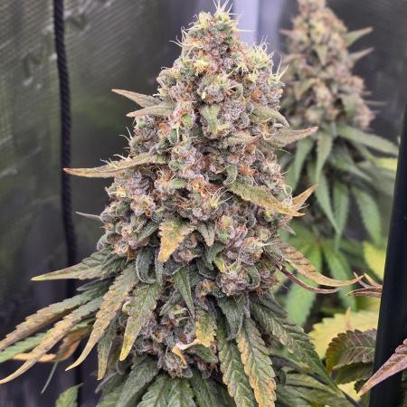 Wedding Cake, Lemon Skunk, Big Bud