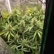 Gorilla Z Auto