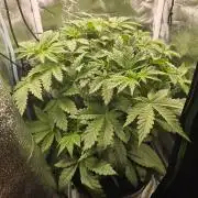 Dwc test run Northern Lights