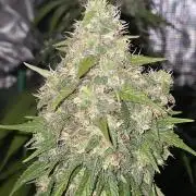 Wedding Cake, Lemon Skunk, Big Bud