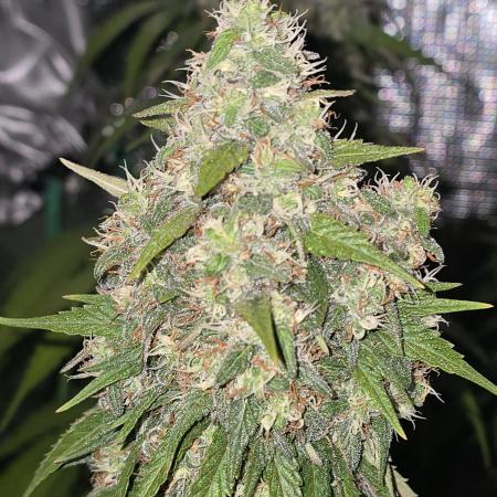 Wedding Cake, Lemon Skunk, Big Bud