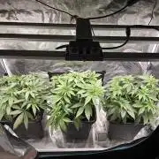 Wedding Cake, Lemon Skunk, Big Bud