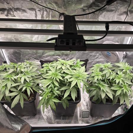 Wedding Cake, Lemon Skunk, Big Bud