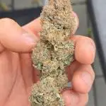 Zkittlez (3rd cut)