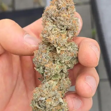 Zkittlez (3rd cut)