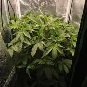 Dwc test run Northern Lights