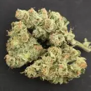 Gmo Cookies and White Widow Dwc