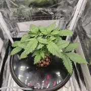 Dwc test run Northern Lights