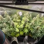 Wedding Cake, Lemon Skunk, Big Bud