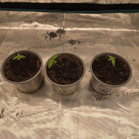 Wedding Cake, Lemon Skunk, Big Bud