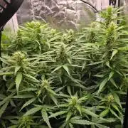 Gorilla Z Auto