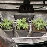 Wedding Cake, Lemon Skunk, Big Bud