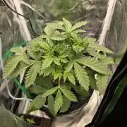 Dwc test run Northern Lights