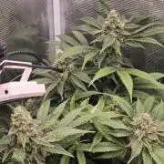 Gmo Cookies and White Widow Dwc