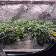 2x Girl Scout Cookies (Clones)