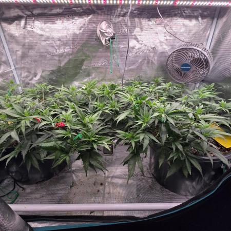 2x Girl Scout Cookies (Clones)