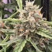 Apple Friter Auto Rqs
