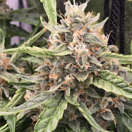 Apple Friter Auto Rqs