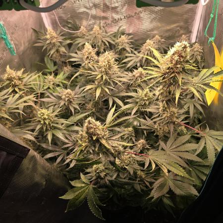 150w Led, 5 Strains