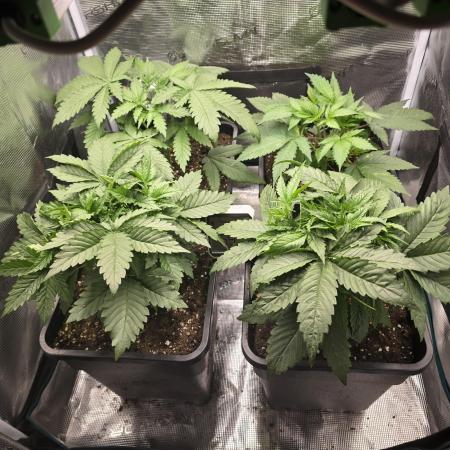 Back to Synthetic Nutrients