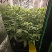 Gorilla Z Auto
