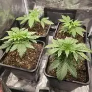 Back to Synthetic Nutrients