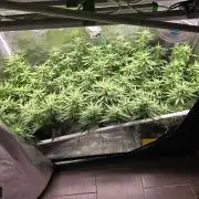 2x Girl Scout Cookies (Clones)