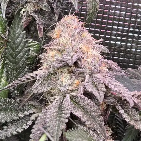 Zkittlez (3rd cut)