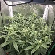 Apple Friter Auto Rqs