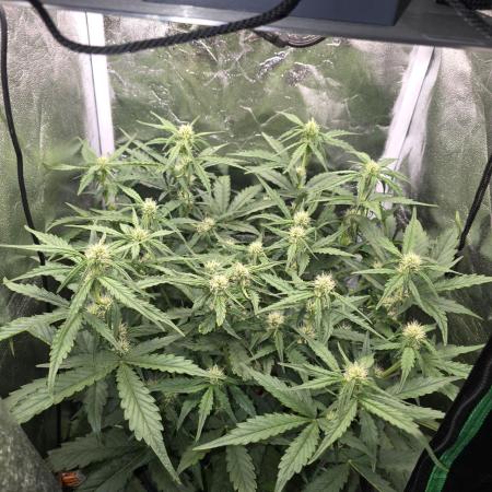 Apple Friter Auto Rqs