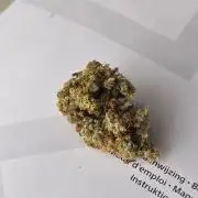Wedding Cake, Lemon Skunk, Big Bud
