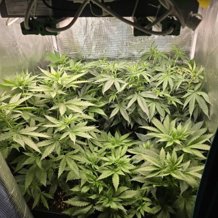 150w Led, 5 Strains