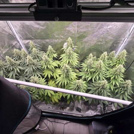 Wedding Cake, Lemon Skunk, Big Bud