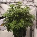 Mandarin Jam by Sensi Seeds 🤩