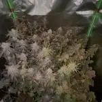 Marshmallow OG by Compound Genetics
