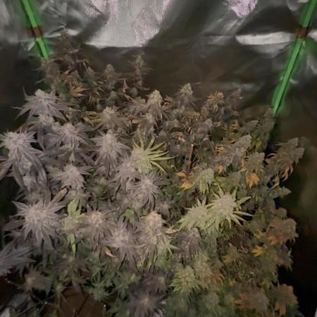Marshmallow OG by Compound Genetics