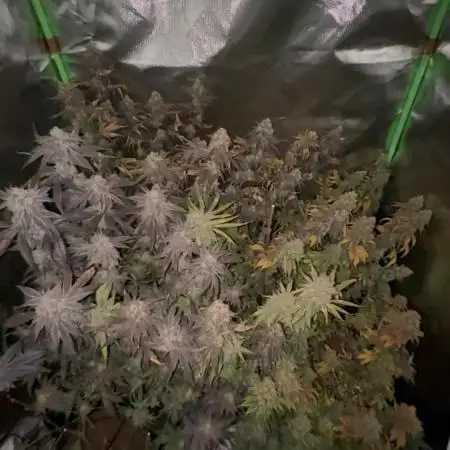 Marshmallow OG by Compound Genetics