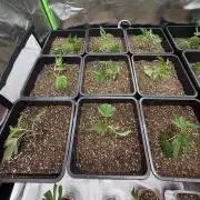 Emergen C by Seedjunky