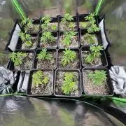 Strawberry Pavé by Compound Genetics