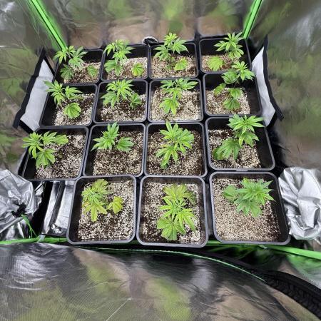 Strawberry Pavé by Compound Genetics