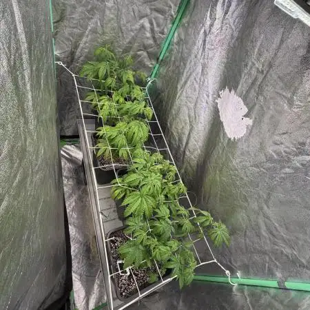 Strawberry Pavé by Compound Genetics