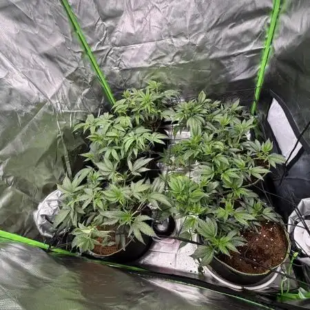 Marshmallow OG by Compound Genetics