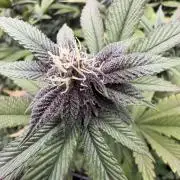 Emergen C by Seedjunky