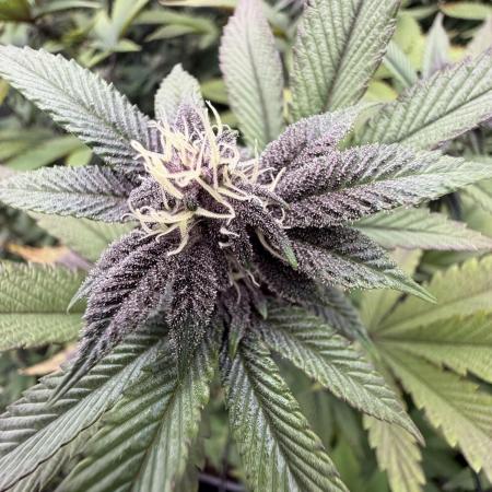 Emergen C by Seedjunky