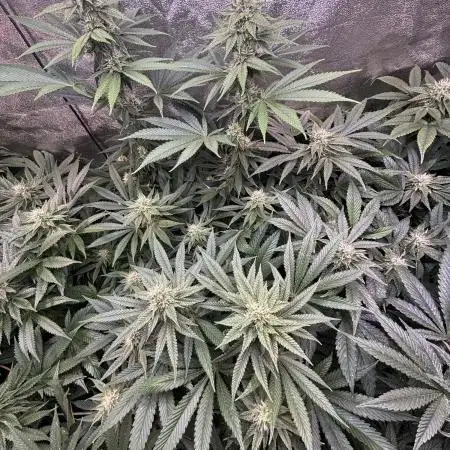 OrangeCake @Cookies